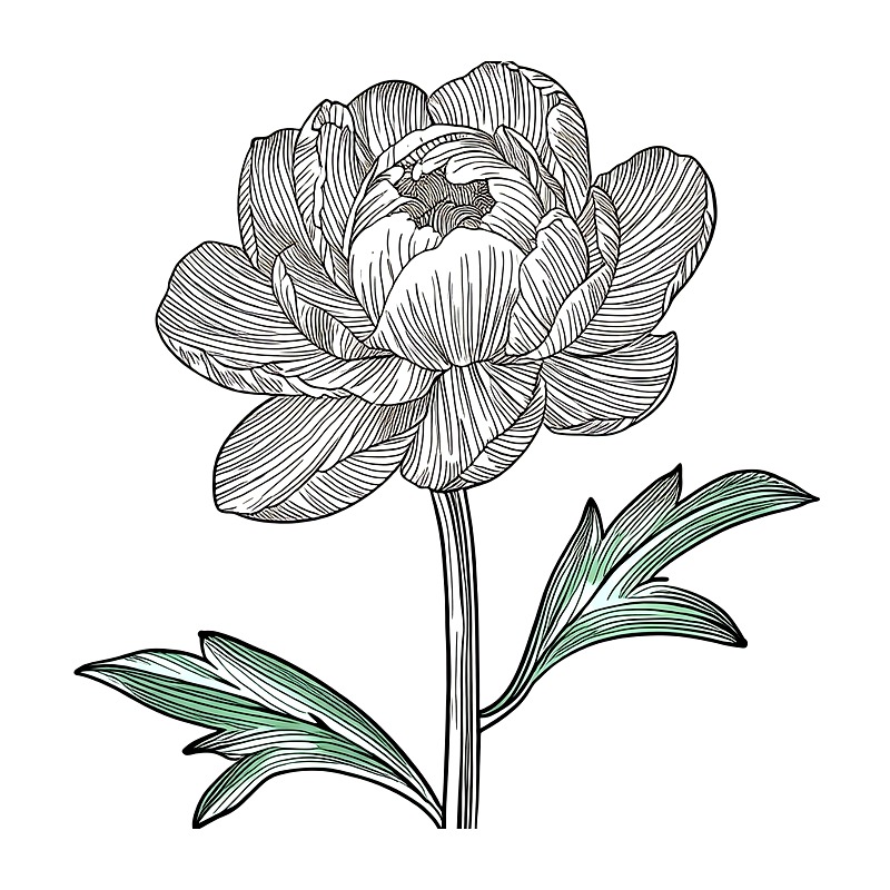 Minimal Plant Line Art Heat Tr - огляд і ціна Art Craft Online